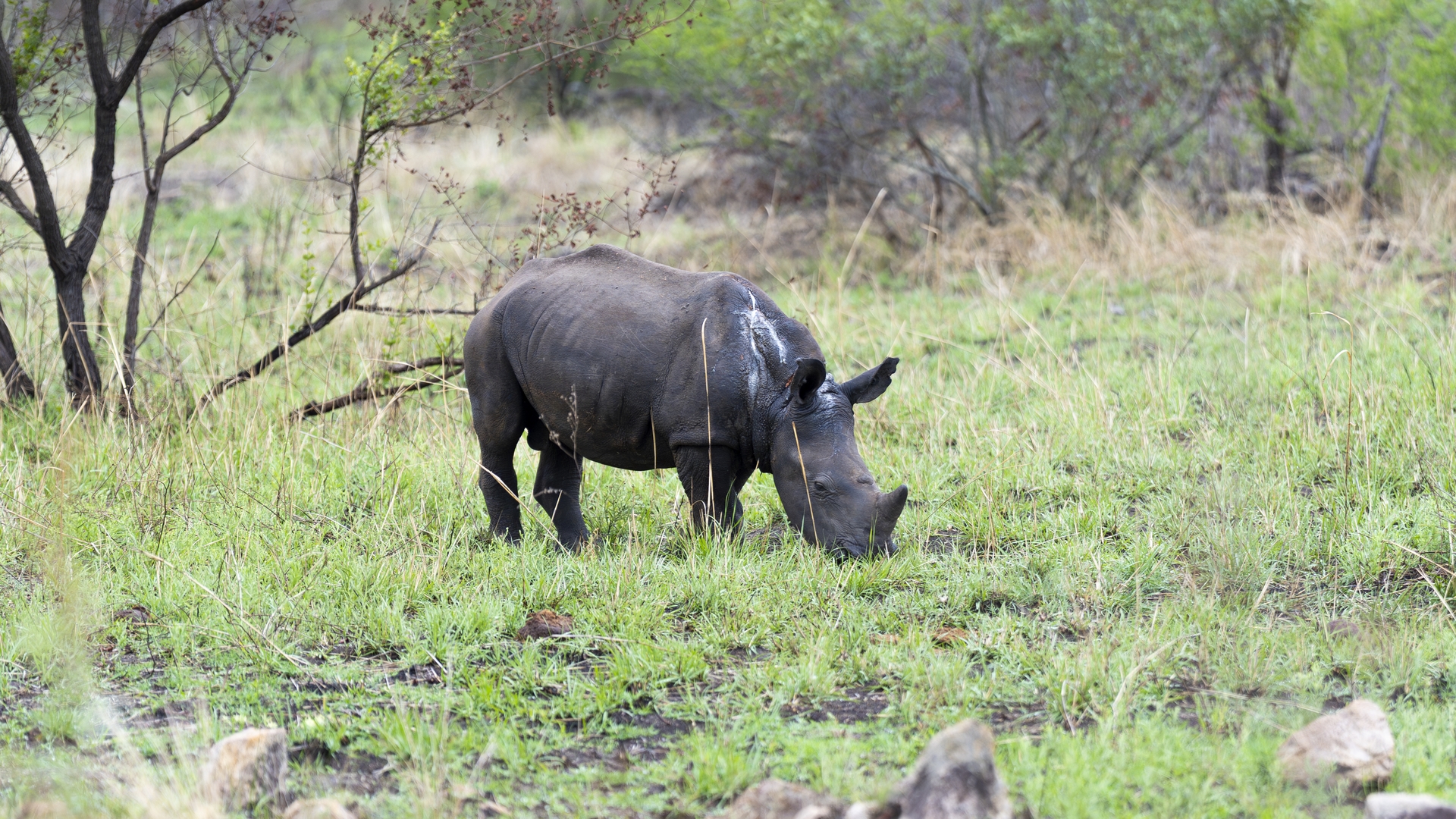 Kruger25 2025 10 30 09 09 28 ILCE 9M3 1167